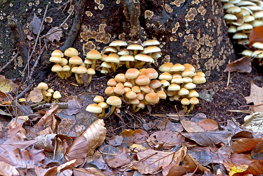 Herbstliche Pilzfamilie  I