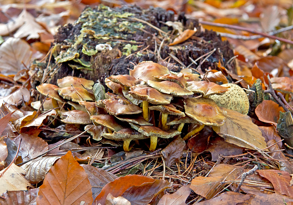 Herbstliche Pilzfamilie III