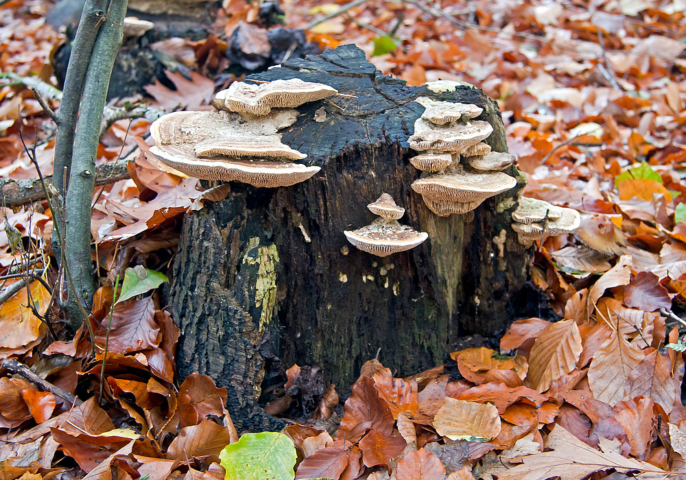 Herbstliche Pilzfamilie IV