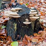 Herbstliche Pilzfamilie IV