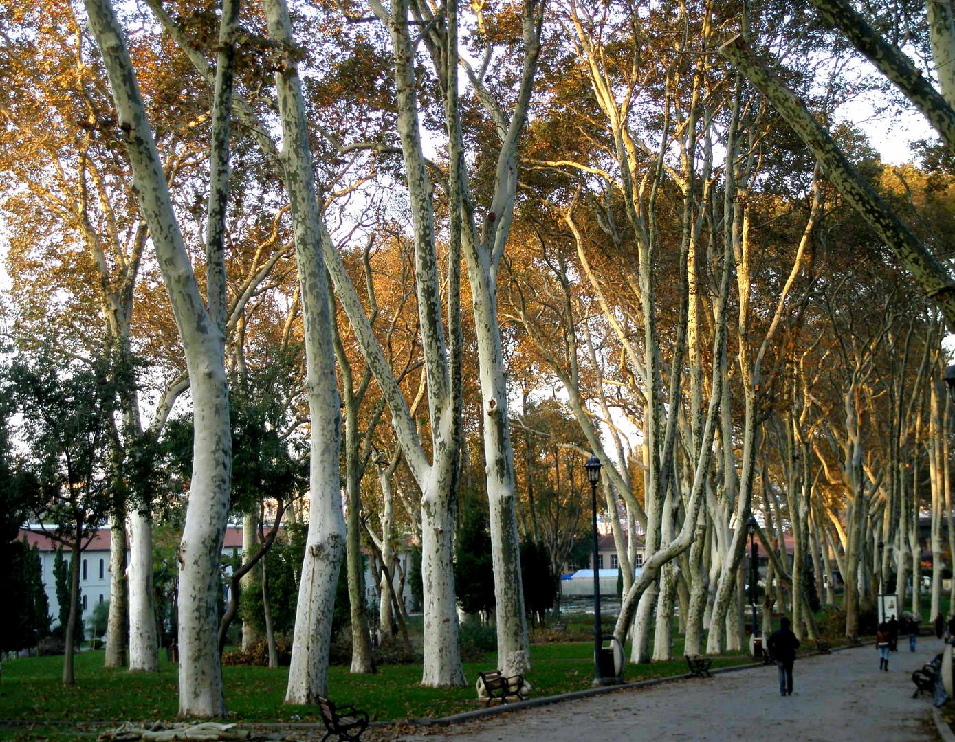 Herbstliche Platanen im Gülhane-Park