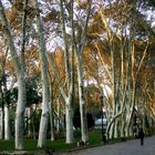 Herbstliche Platanen im Gülhane-Park