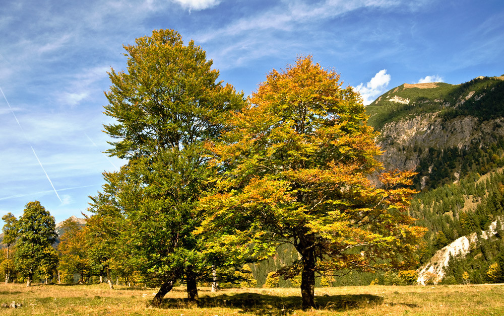 HERBSTLICHE PRACHTFARBEN