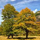 HERBSTLICHE PRACHTFARBEN