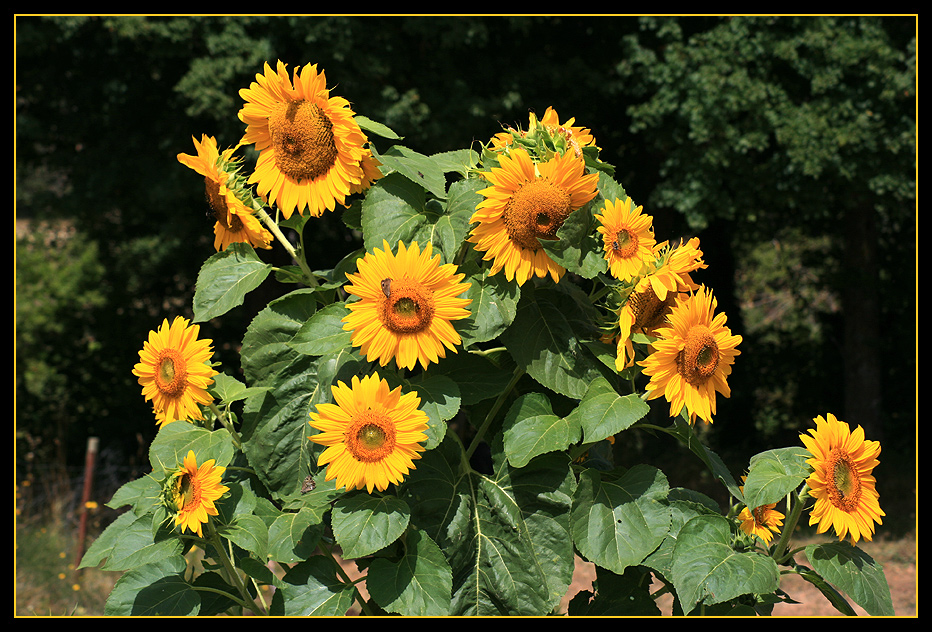 Herbstliche prachtvolle Sonnenblumen_01