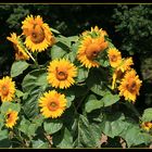 Herbstliche prachtvolle Sonnenblumen_01