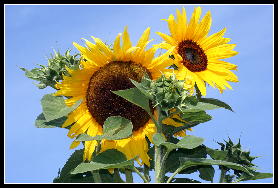 Herbstliche prachtvolle Sonnenblumen_02