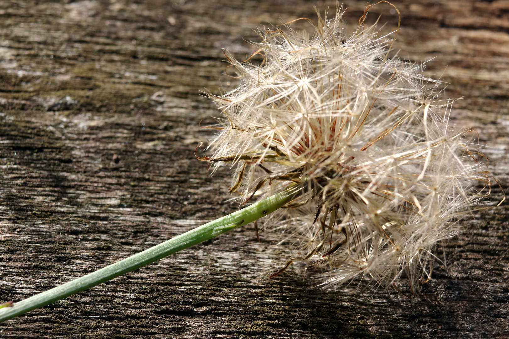 herbstliche Pusteblume