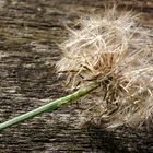 herbstliche Pusteblume