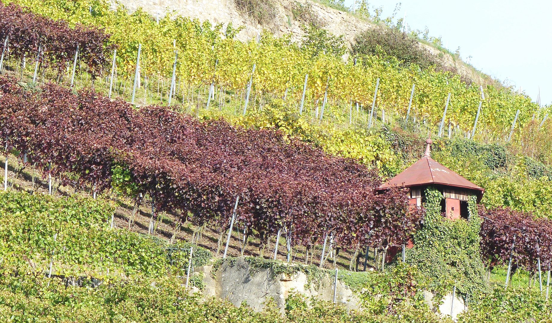  herbstliche Reben im Staufener Schlossberg