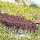  herbstliche Reben im Staufener Schlossberg