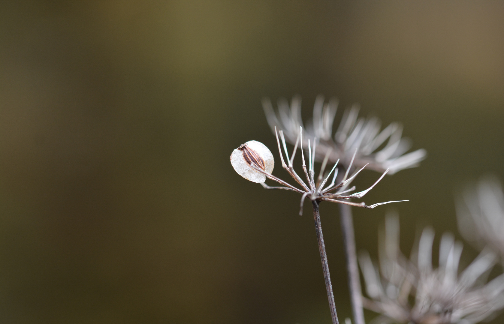 Herbstliche Reduktion