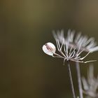 Herbstliche Reduktion