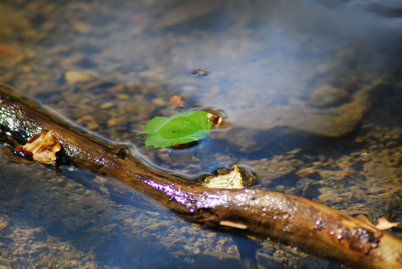 herbstliche Reflektionen