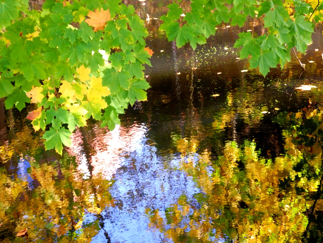 Herbstliche Reflexion..