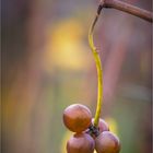 herbstliche Restbestände