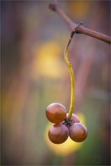 herbstliche Restbestände