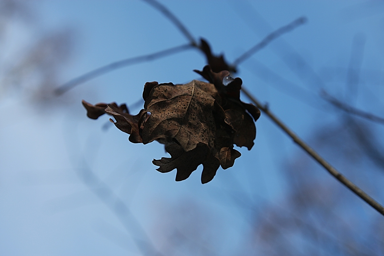 Herbstliche Reste