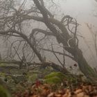 herbstliche Rhön: Nebel u. leuchtende Farben