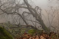 herbstliche Rhön: Nebel u. leuchtende Farben