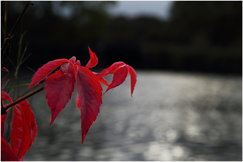 Herbstliche Rötung