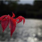 Herbstliche Rötung