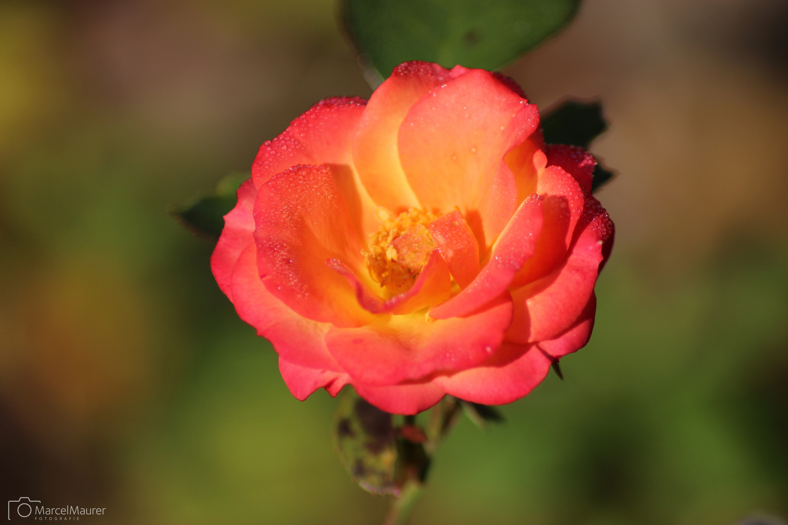 Herbstliche Rose