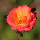 Herbstliche Rose