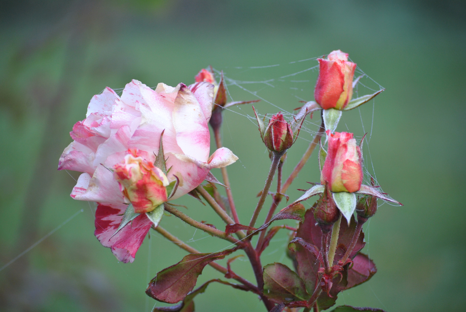 Herbstliche Rosengrüße