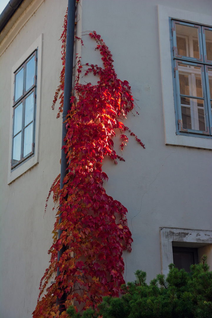 Herbstliche Rot.