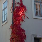 Herbstliche Rot.