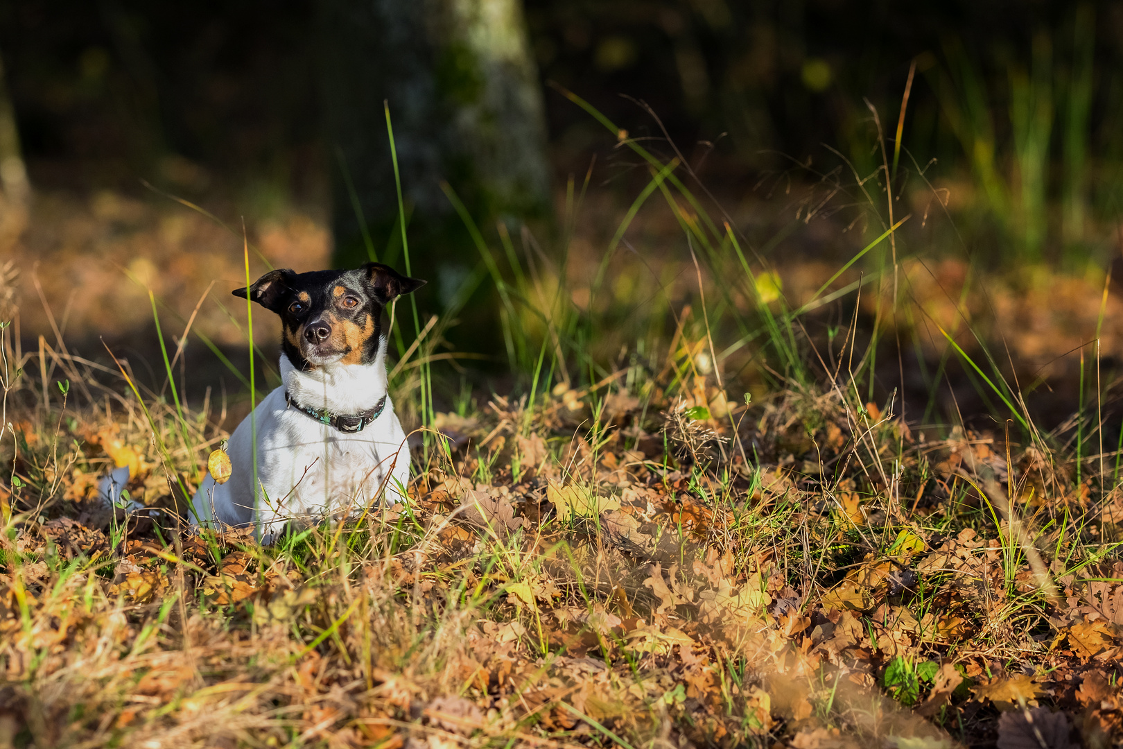 herbstliche Sally (2)