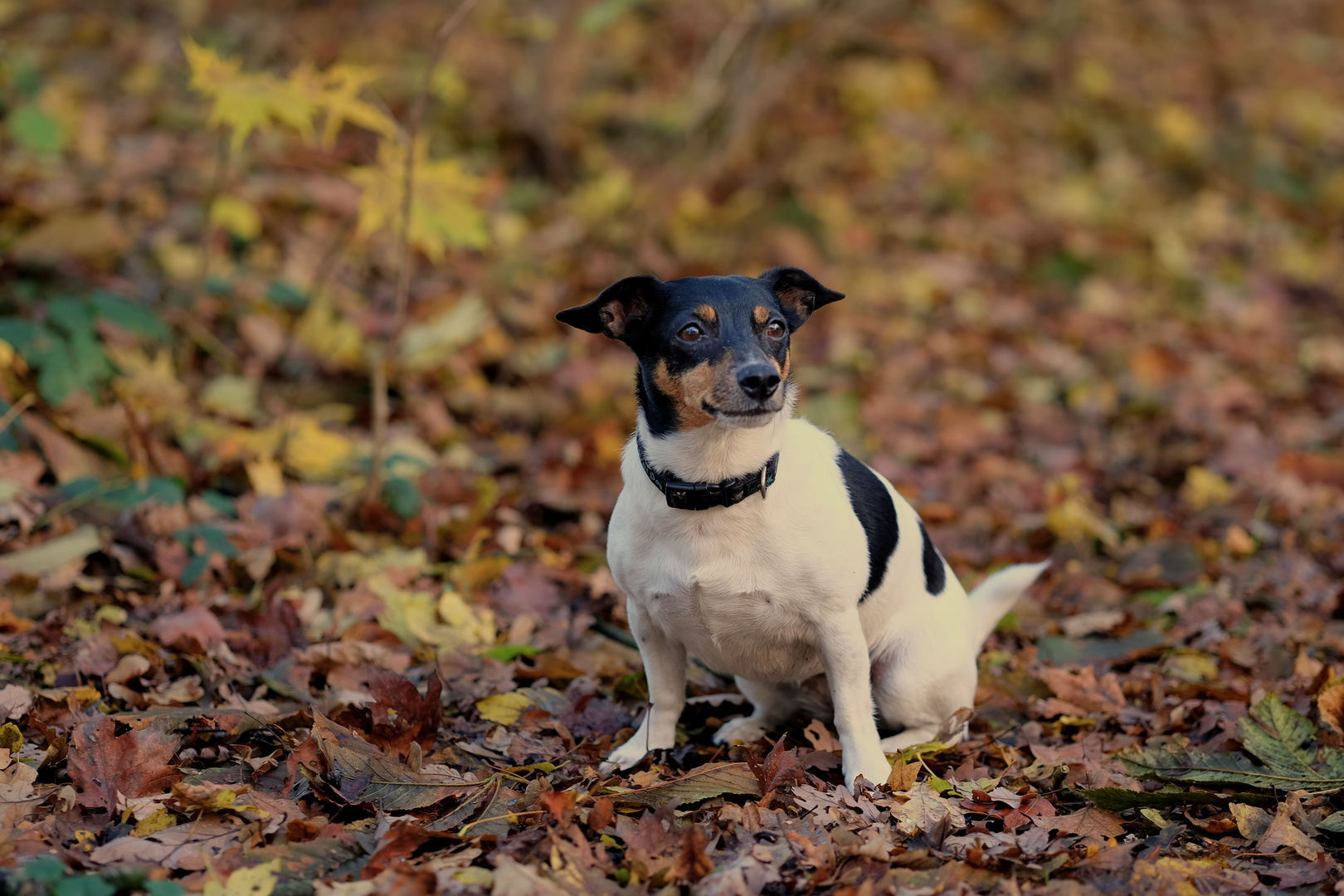 herbstliche Sally