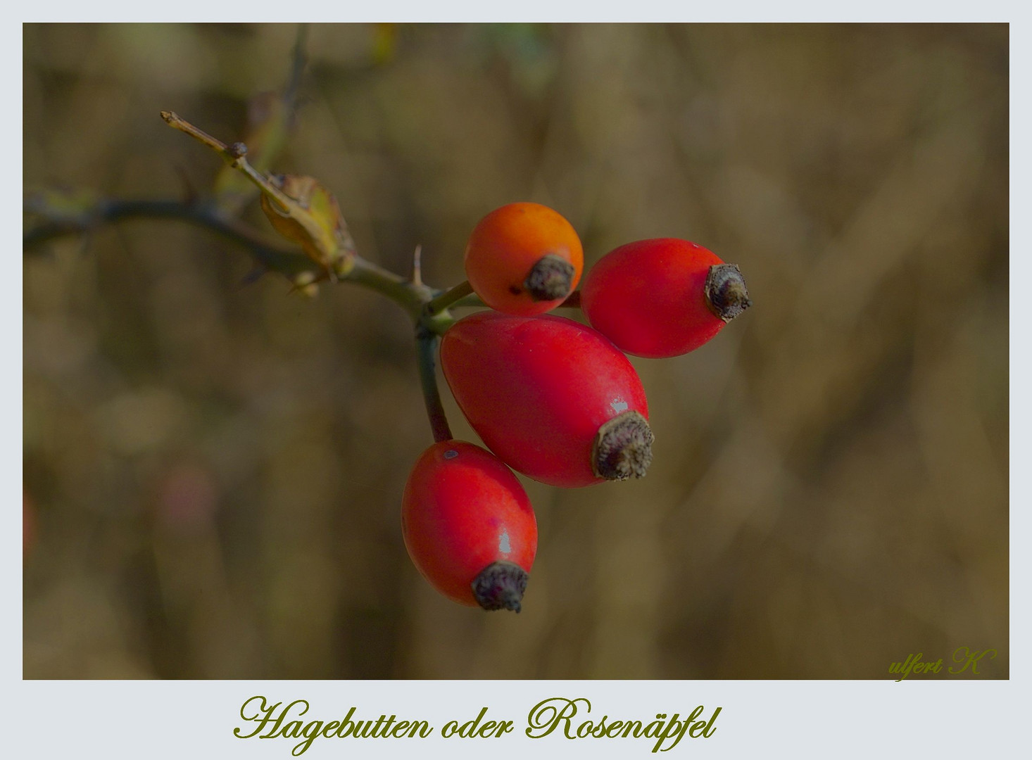 Herbstliche Samenstände / Früchte.