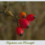 Herbstliche Samenstände / Früchte.