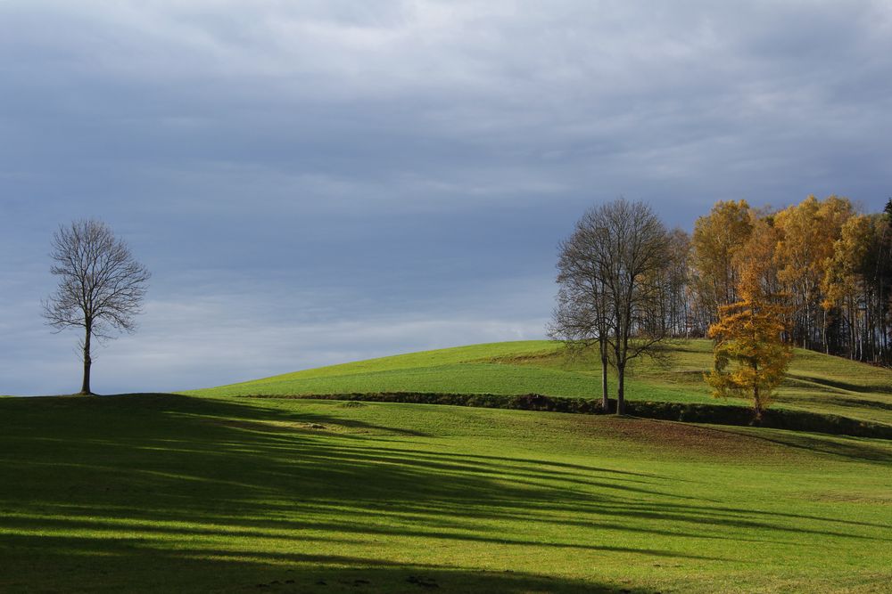 Herbstliche Schatten von Brezina Peter 