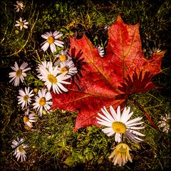 herbstliche Schattenspiele 1