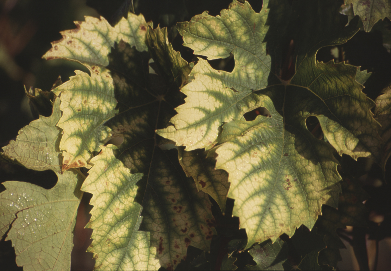 herbstliche Schattenspiele