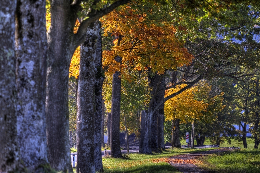 Herbstliche Schlägler Allee