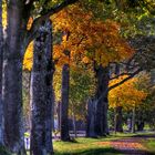 Herbstliche Schlägler Allee