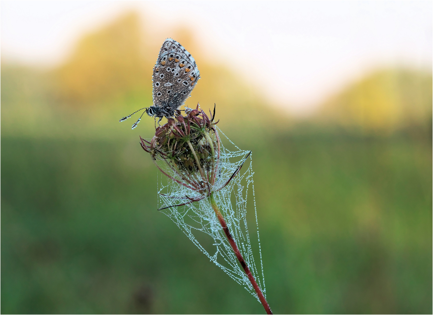 Herbstliche Schmetterlingswiese