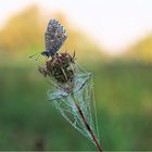 Herbstliche Schmetterlingswiese