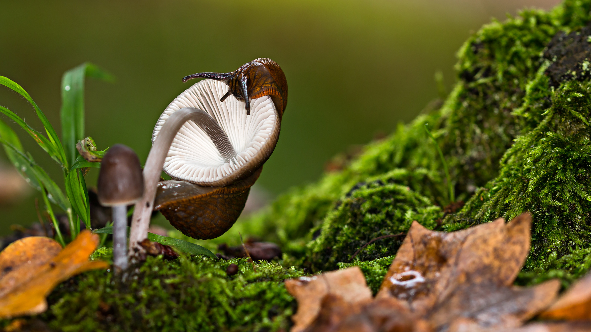 herbstliche Schneckenathletik