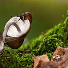 herbstliche Schneckenathletik