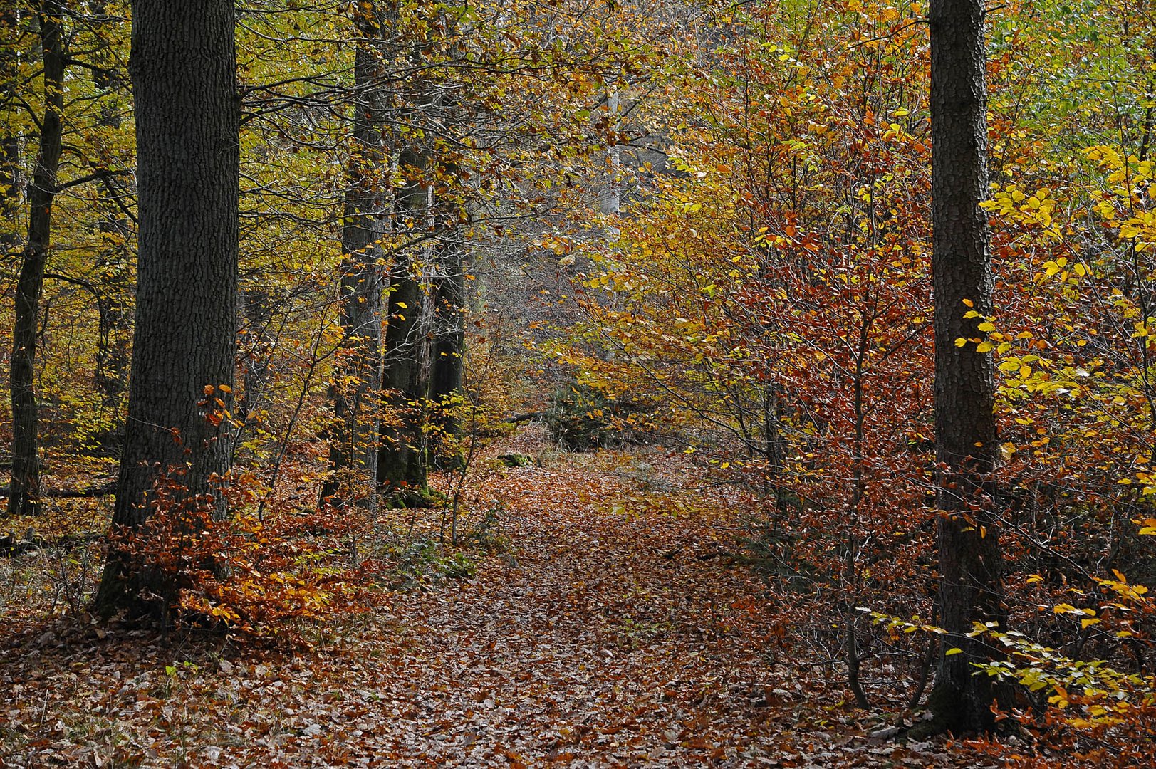 Herbstliche Schneise im Laubwald oder was?