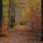 Herbstliche Schneise im Laubwald oder was?