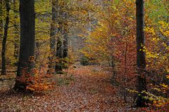 Herbstliche Schneise im Laubwald oder was?