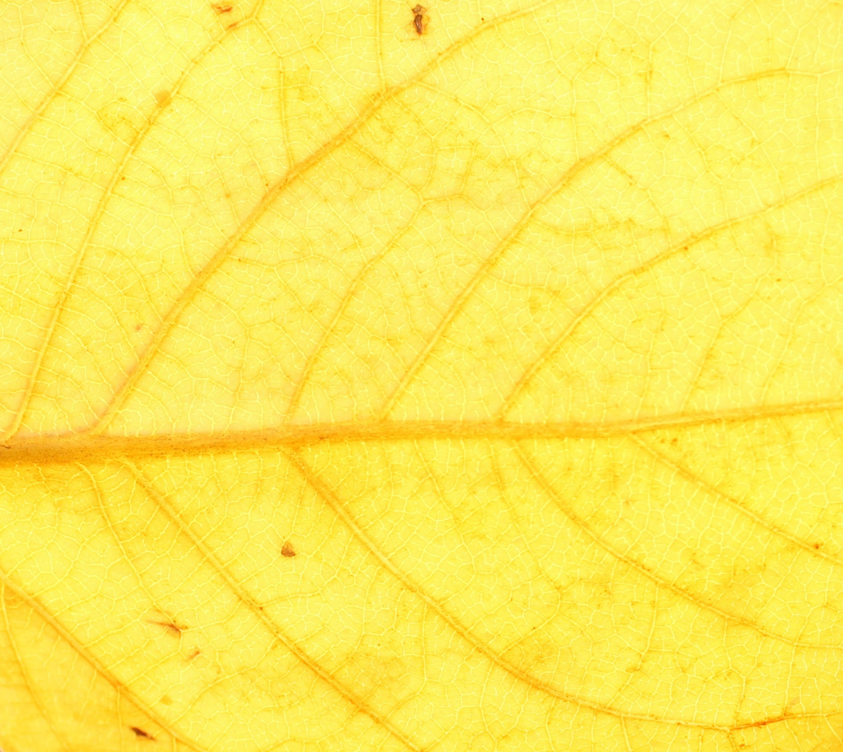 herbstliche Schönheit