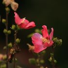 Herbstliche Schönheit