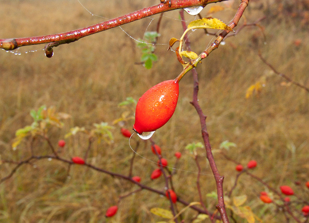 Herbstliche Schönheit